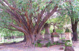 Árbol del vampiro: La misteriosa leyenda en Guadalajara
