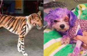 Perrito pintado