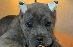 Prohibido cortar orejas y cola a mascotas en Tamaulipas
