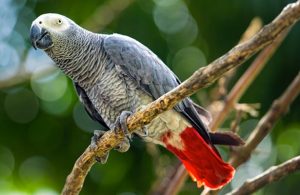 Loros grises africanos