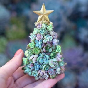 Árboles de navidad con suculentas, la decoración que se está poniendo de moda
