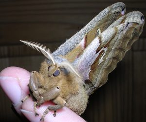 "Tarántulas con alas" llenan de terror E.E.U.U. y norte de México
