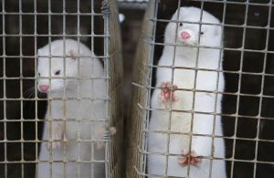 Por coronavirus sacrificarán a más de 90 mil visones en España