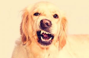 Estudio demuestra que perritos detectan la maldad en las personas