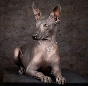 Xoloitzcuintle se convierte en el nuevo símbolo de la CDMX