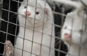No más sacrificios de visones, con vacuna, Rusia les salvará la vida