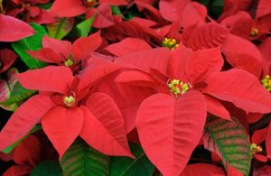 Flor de Nochebuena, ¿cuáles son los cuidados que debes darle?