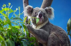Koala es declarado funcionalmente extinto en Australia
