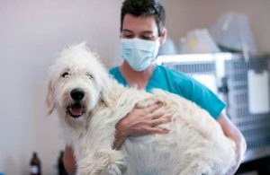 Detectan en CDMX dos perros con Covid_19 y uno en Estado de México