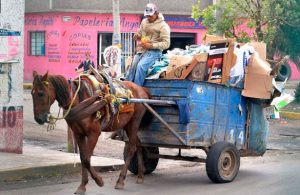 Prohiben en Ecatepec que animales sean usados para recolección y traslado de basura