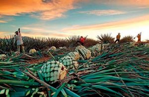 Mezcal: 7 datos que te harán todo un conocedor del elixir de los dioses