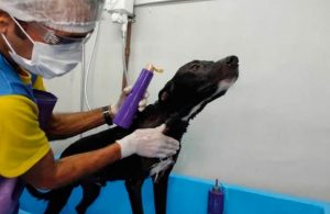 Video: Perrito callejero lesionado llega solo al veterinario  en busca de ayuda