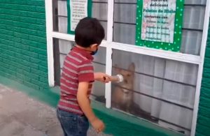 Video: Pequeño realiza reportaje de perritos callejeros y se viraliza
