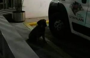 ¡Conmovedor! Perrito persigue ambulancia que trasladaba a su dueño a un hospital