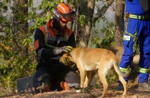 Piden ayuda en redes sociales para alimentar a los animales que bajan de la Sierra de Nuevo León