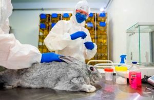 Registra Rusia la primera vacuna contra el coronavirus para animales
