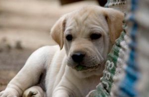 Firulais: ¿Por qué en México solemos llamar así a los perritos callejeros?