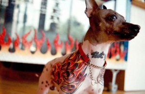 Presentan iniciativa para prohibir tatuajes y piercing estéticos en animales