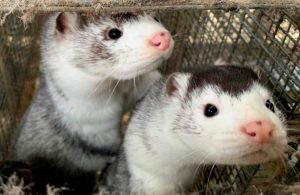 Rusia produce primer lote de vacunas Carnivac-Cov para animales