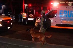 Evil y Ecko, los perritos que ayudaron a encontrar personas en el accidente del metro