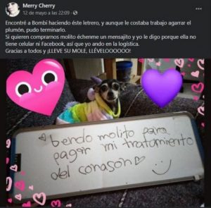 #Viral: "Bombi", la perrita que vende mole para pagar su tratamiento del corazón