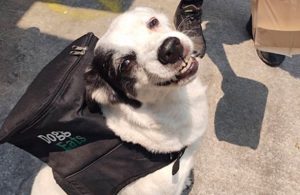 #Viral: Perrita entrega comida a domicilio para apoyar a refugio de animales