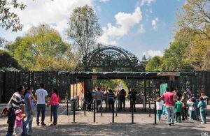 Fallece hembra de tigre en el Zoológico de Chapultepec 