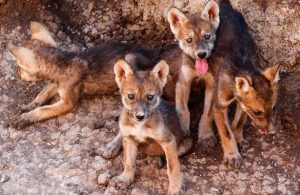 Nace camada de 5 lobos mexicanos en Zoológico de Chapultepec