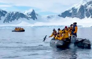 Pingüino salta a una lancha y se salva de ser comido por grupo de orcas