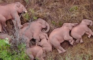 #VideoViral: Dron capta manada de elefantes durmiendo plácidamente 