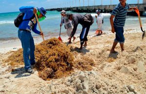 "Sargazotón", la iniciativa que da cerveza y comida a cambio de recolección de sargazo en Cozumel  