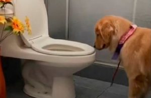 Tokyo, el perrito que se está haciendo famoso por ir al baño como humano