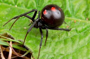Niños se dejan morder por una viuda negra para adquirir los poderes del "Hombre Araña"