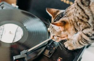 "Michi fiestero" ocasiona que vecinos denuncien fiesta clandestina