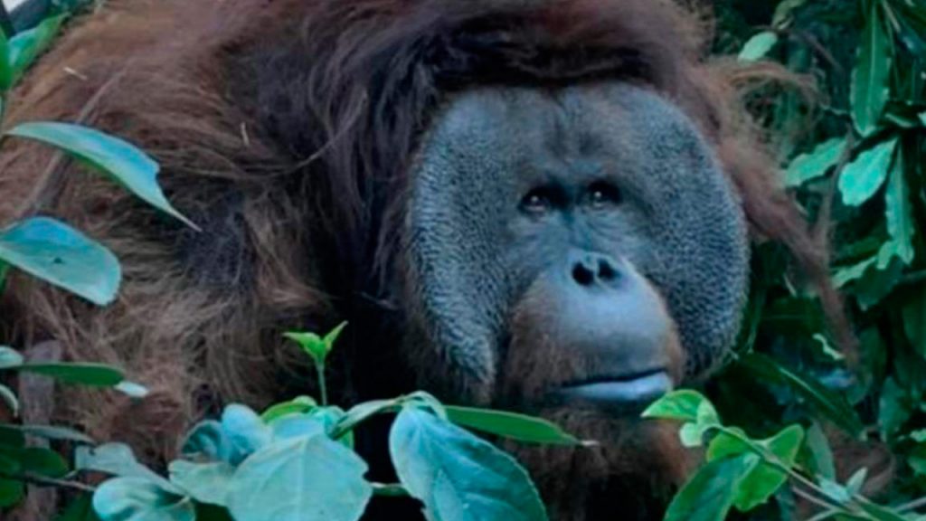 ¡Qué triste! Murió Toto, el querido orangután del Zoológico de Chapultepec
